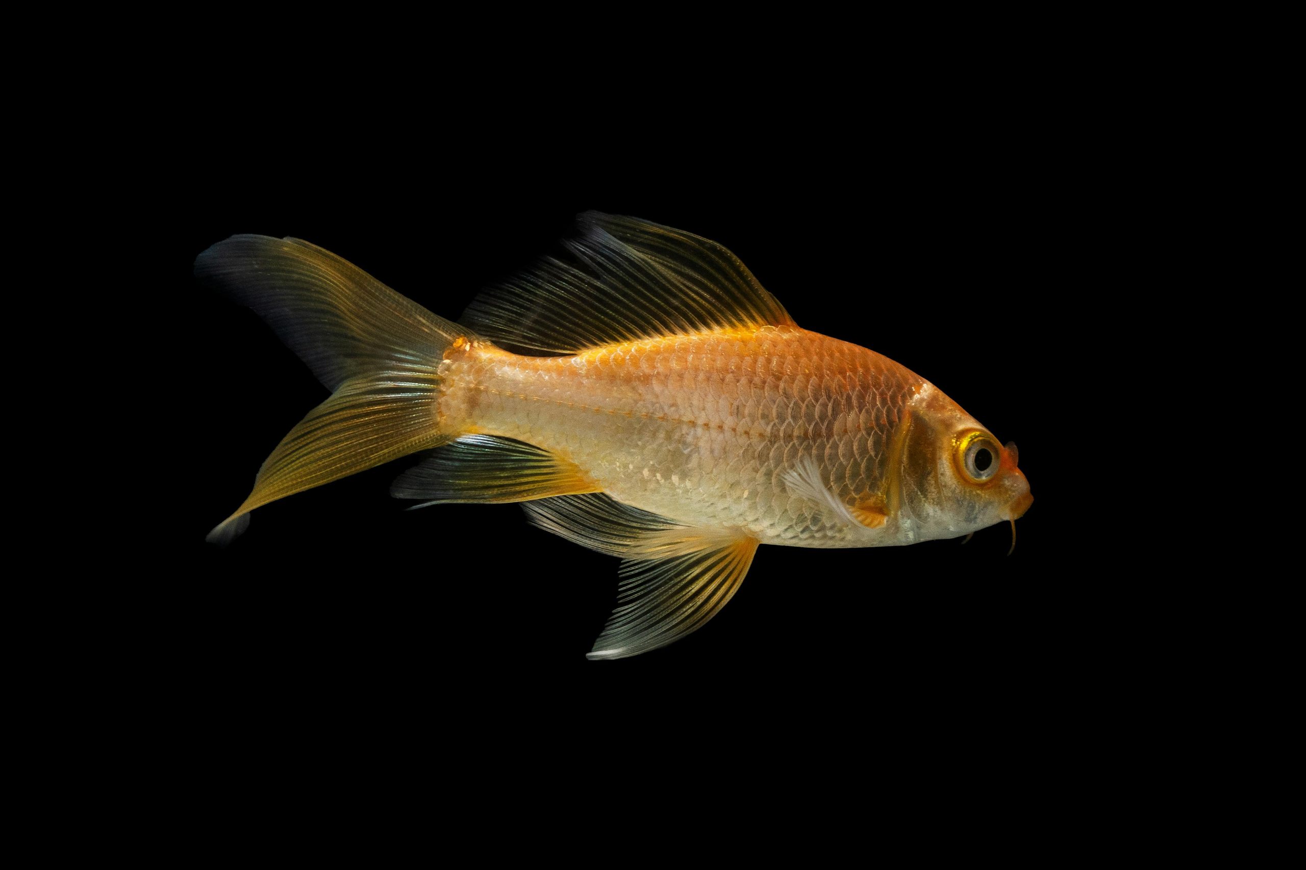 tropical fish