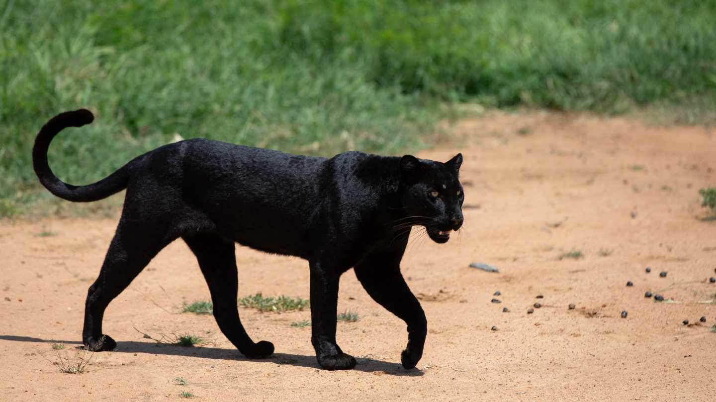 black leopards