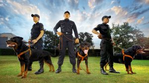 Security Dogs