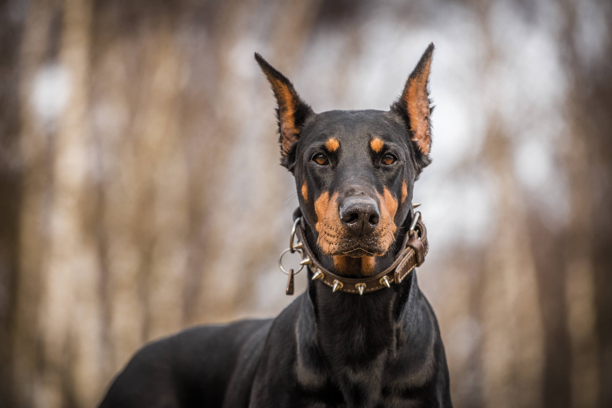 Security Dogs