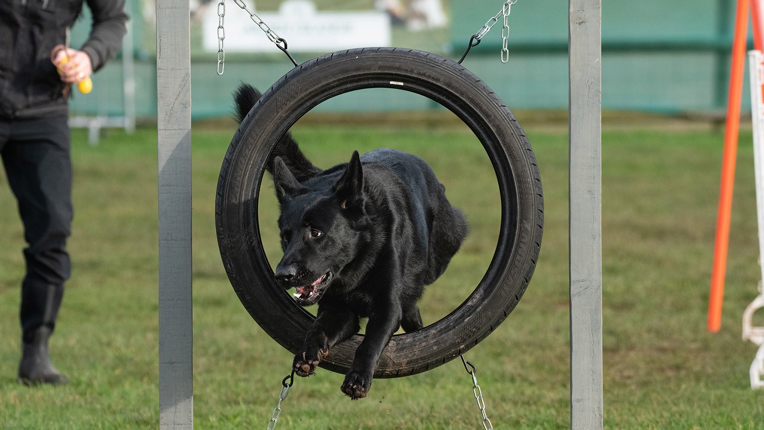 Dog Training Irvine