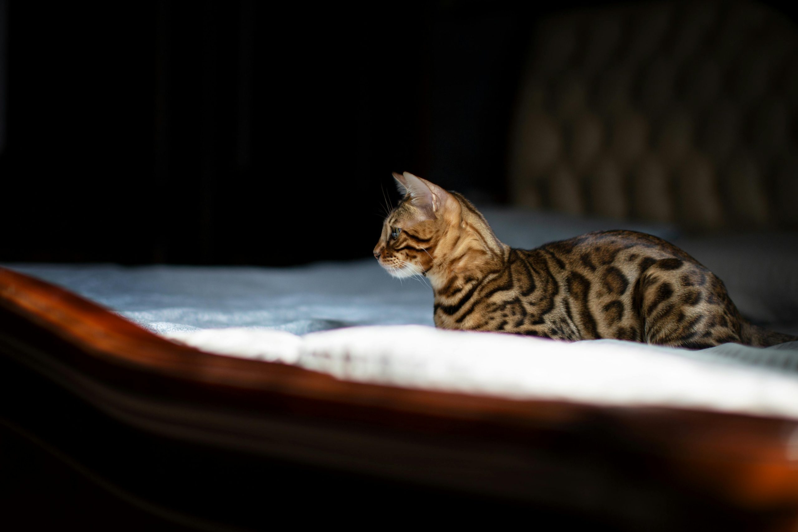 5 Bengal Kittens for Sale That Will Melt Your Heart