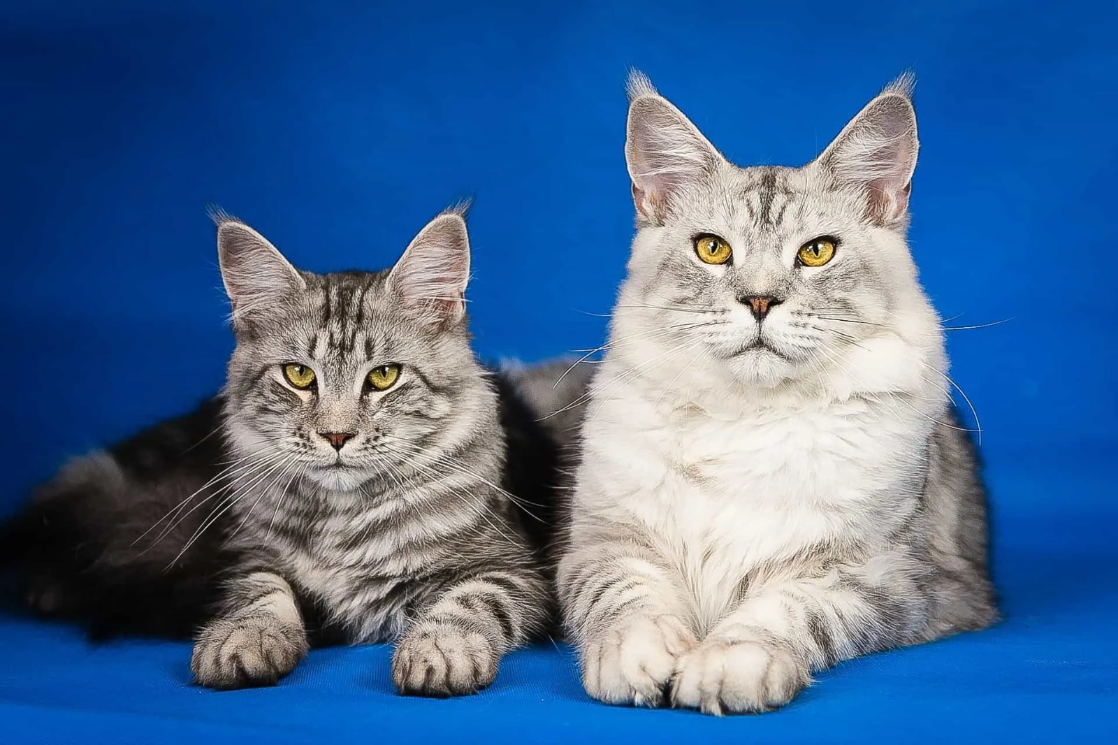 Maine Coon cats for sale Sacramento