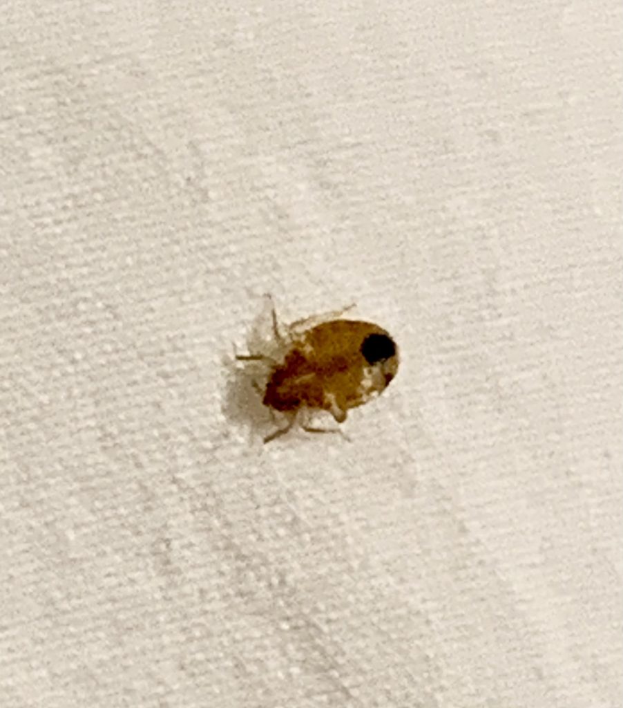 Bed bug services near me