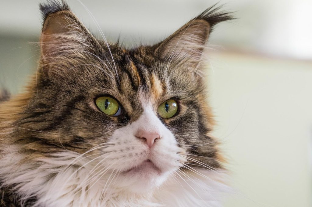 Maine Coon kittens for sale