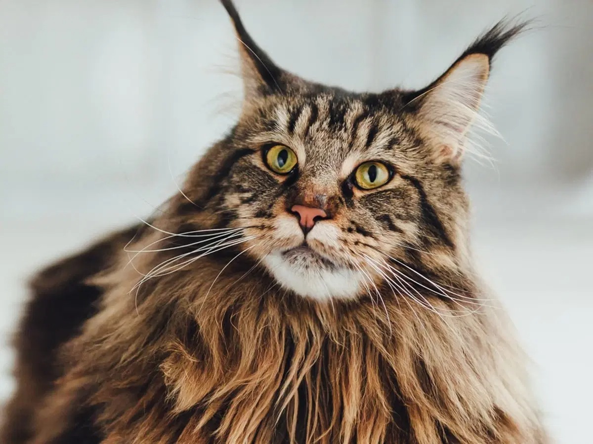 Maine Coon Kittens for Sale – Meet Our Gorgeous California