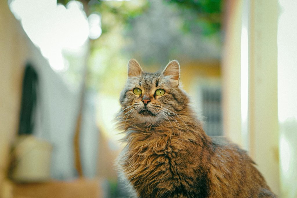 Maine Coon kittens for sale