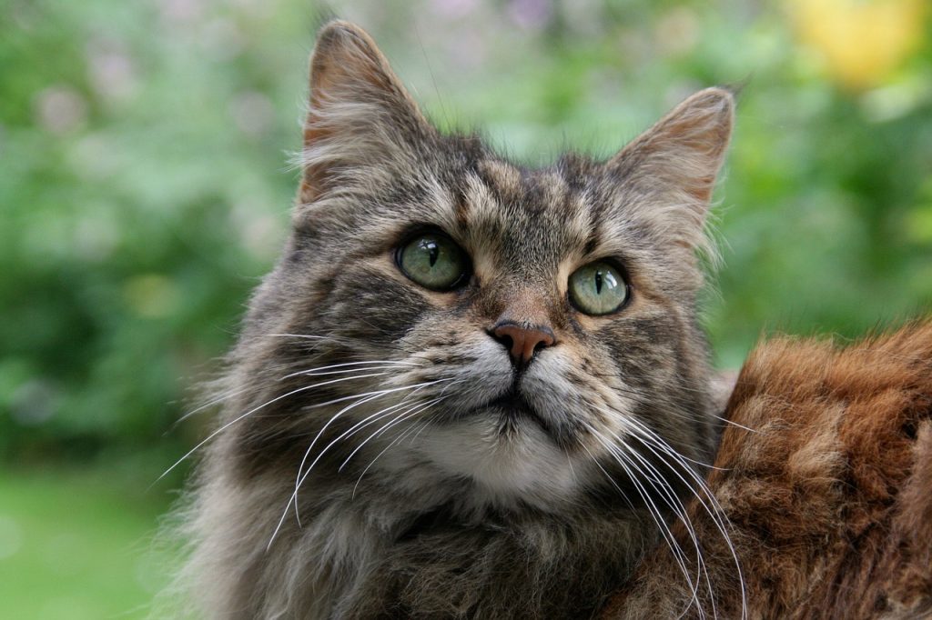 Maine Coon cats for sale