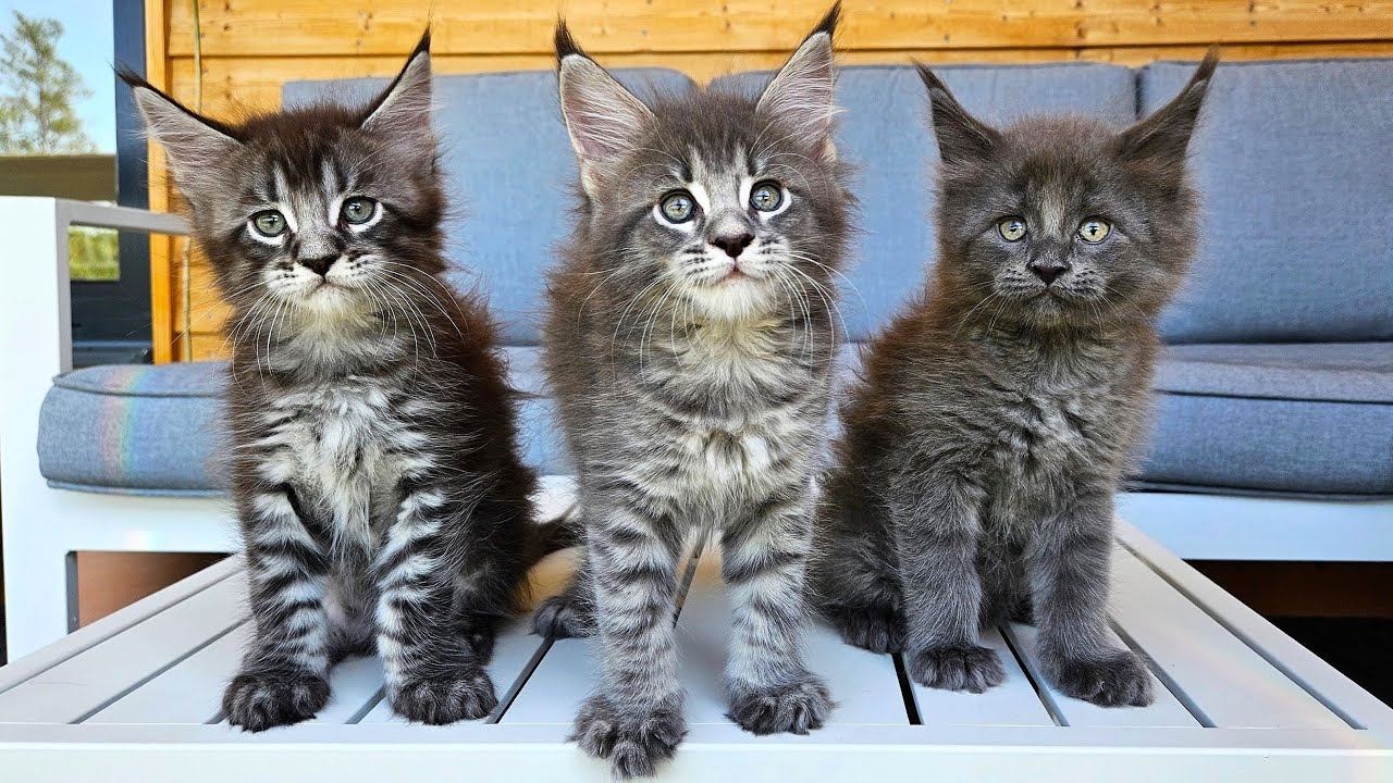 Maine Coon cats for sale